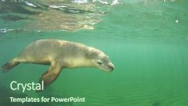  Presentation with lion - Colorful PPT theme enhanced with perth - sea lion australian sea lion backdrop and a ocean colored foreground