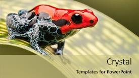  Presentation with tropical rainforest - PPT theme with peru a poisonous amphibian background and a yellow colored foreground