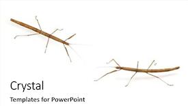  Presentation with insect - Slide deck featuring inscription on the cubes of green secure on a white background background and a cream colored foreground