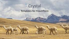  Presentation with america - PPT theme enhanced with peruvian-alpaca-in-andes-peru and a light gray colored foreground