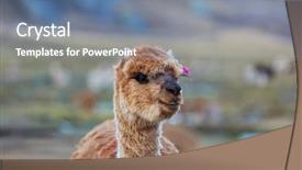  Presentation with peruvian cusines - Amazing theme having peruvian alpaca in andes backdrop and a seafoam green colored foreground