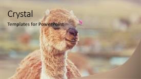  Presentation with peruvian cusines - Beautiful slides featuring peruvian alpaca in andes backdrop and a mint green colored foreground