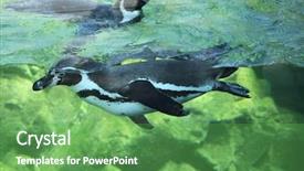  Presentation with chilean - Beautiful presentation featuring peruvian animals - humboldt penguin spheniscus humboldti also backdrop and a seafoam green colored foreground