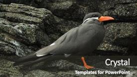  Presentation with inca - Presentation theme having peruvian animals - inca tern larosterna inca wildlife background and a dark gray colored foreground