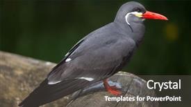  Presentation with inca - Beautiful slide deck featuring peruvian animals - inca tern larosterna inca wildlife backdrop and a dark gray colored foreground