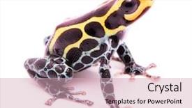  Presentation with poison - PPT theme having peruvian animals - poison dart frog ranitomeya imitator background and a soft green colored foreground