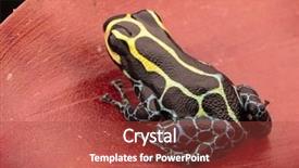  Presentation with poison - Presentation theme featuring peruvian animals - poison dart frog ranitomeya imitator background and a red colored foreground