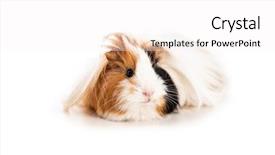  Presentation with guinea pig - Amazing presentation design having peruvian animals - shaggy cute guinea pig searching backdrop and a white colored foreground