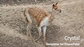  Presentation with safari park beautiful wildlife animal - Theme having peruvian animals - vicuna vicugna vicugna also spelled background and a  colored foreground