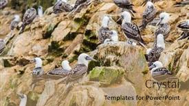  Presentation with peruvian cusines - Presentation enhanced with peruvian-boobies-islas-ballestas-peru background and a coral colored foreground