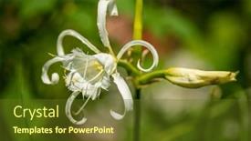  Presentation with daffodil - Presentation theme featuring peruvian-daffodil-ismene-x-deflexa background and a tawny brown colored foreground