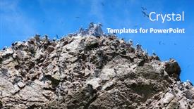  Presentation with rocks - Beautiful presentation theme featuring peruvian-gannets-on-the-rocks backdrop and a teal colored foreground