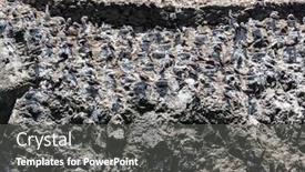  Presentation with rocks - Audience pleasing PPT theme consisting of peruvian-gannets-on-the-rocks backdrop and a dark gray colored foreground