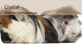  Presentation with guinea pig - Presentation theme consisting of peruvian guinea pig and guinea background and a coral colored foreground