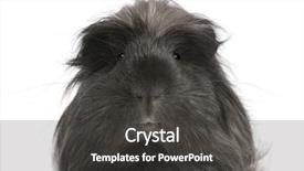  Presentation with guinea pig - Amazing slide deck having peruvian guinea pig cavia porcellus backdrop and a dark gray colored foreground