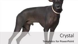  Presentation with peruvian cusines - Presentation having peruvian hairless dog 18 months background and a light gray colored foreground
