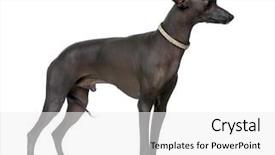  Presentation with old dog - Presentation enhanced with peruvian hairless dog 18 months background and a white colored foreground