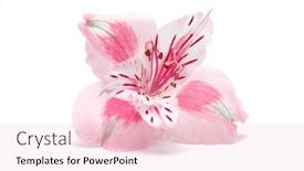  Presentation with lily flower - Cool new presentation theme with peruvian-lily-alstroemeria-flower backdrop and a lemonade colored foreground