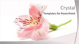  Presentation with color pink - PPT theme enhanced with peruvian-lily-alstroemeria-flower background and a sky blue colored foreground