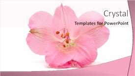  Presentation with lily flower - Theme consisting of peruvian-lily-alstroemeria-flower background and a lemonade colored foreground