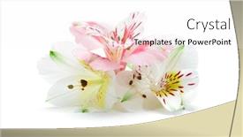  Presentation with lily flower - Beautiful theme featuring peruvian-lily-alstroemeria-flower backdrop and a white colored foreground
