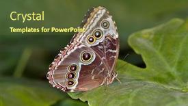  Presentation with peruvian cusines - Presentation theme with peruvian-morpho-butterfly-morpho-deidamia background and a tawny brown colored foreground