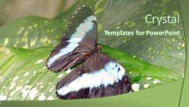  Presentation with butterfly - Colorful presentation enhanced with peruvian-morpho-butterfly-morpho-deidamia backdrop and a tawny brown colored foreground