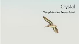  Presentation with flying - Audience pleasing PPT layouts consisting of peruvian pelican flying paracas peru backdrop and a  colored foreground