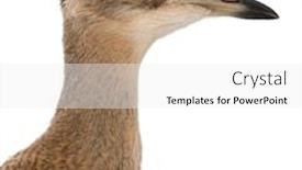  Presentation with knee - PPT theme consisting of peruvian-thick-knee-burhinus-superciliaris background and a white colored foreground