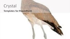  Presentation with knee - Colorful PPT theme enhanced with peruvian-thick-knee-burhinus-superciliaris backdrop and a white colored foreground