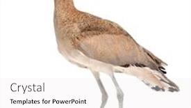  Presentation with knee - Colorful slides enhanced with peruvian-thick-knee-burhinus-superciliaris backdrop and a white colored foreground