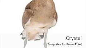  Presentation with knee - PPT theme enhanced with peruvian-thick-knee-burhinus-superciliaris background and a white colored foreground