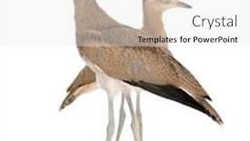  Presentation with old - Slides enhanced with peruvian-thick-knees-burhinus-superciliaris background and a white colored foreground