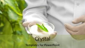  Presentation with greenhouse - PPT theme enhanced with pest analysis - farmer checking leaf of plant background and a gold colored foreground