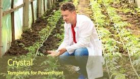  Presentation with pest - Colorful slide deck enhanced with pest analysis - mature farmer in greenhouse backdrop and a tawny brown colored foreground