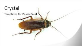  Presentation with pest - Colorful PPT theme enhanced with pest control - cockroach on white background backdrop and a white colored foreground