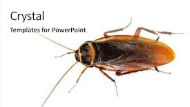  Presentation with pest control - Presentation design enhanced with pest control - cockroach on white background background and a white colored foreground