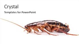 Presentation with pest - PPT layouts having pest control - cockroaches isolated on white background background and a white colored foreground