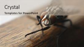  Presentation with pest control - Slides enhanced with pest control - fly background and a mint green colored foreground