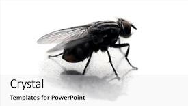  Presentation with insect - Colorful presentation theme enhanced with young gorilla is begging his big brother for food backdrop and a dark gray colored foreground