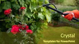  Presentation with pest - PPT layouts enhanced with pest control - protecting plant from vermin background and a tawny brown colored foreground