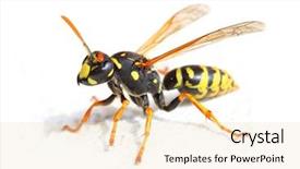  Presentation with pest - Slide deck having pest control - yellow jacket wasp on white background and a lemonade colored foreground