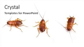  Presentation with pest control - PPT layouts with pest control insect - cockroach isolated background and a white colored foreground
