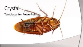  Presentation with pest control - Amazing presentation theme having pest control insect - cockroach on white background backdrop and a white colored foreground