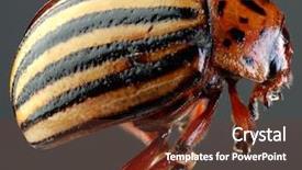  Presentation with colorado - Slide set consisting of pest control insect - colorado potato beetle leptinotarsa decemlineata background and a tawny brown colored foreground