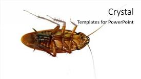  Presentation with death - Audience pleasing slide deck consisting of pest control insect - death cockroach on white background backdrop and a white colored foreground