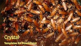  Presentation with pest control - Audience pleasing presentation theme consisting of pest control insect - hundreds of bugs backdrop and a tawny brown colored foreground