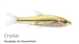  Presentation with alien - Theme enhanced with pest-fish-the-stone-moroko background and a white colored foreground