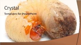  Presentation with worm - PPT layouts enhanced with pest in garden and great background and a blonde colored foreground