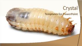  Presentation with fresh water - PPT theme consisting of pest in garden and great background and a cream colored foreground